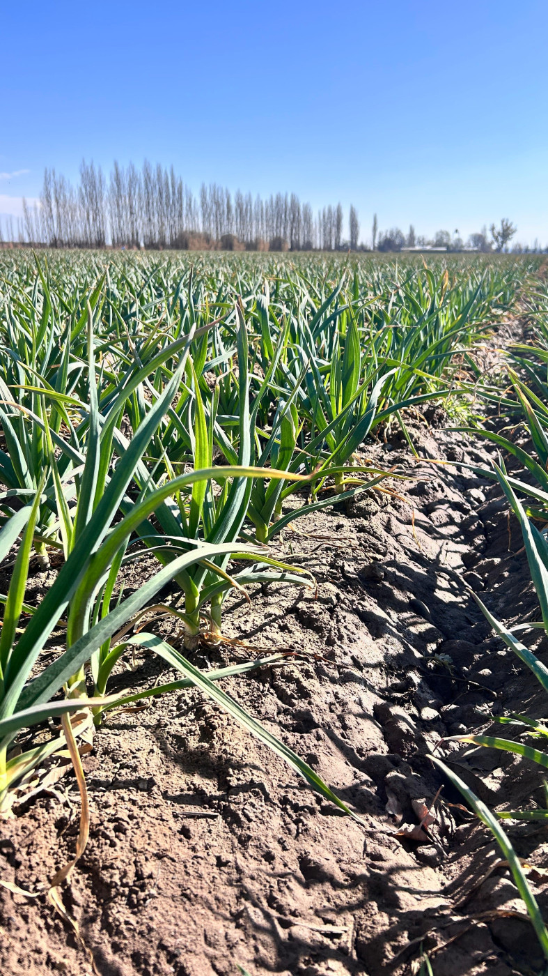 Materia orgánica y fósforo protegido: la base de un suelo más productivo